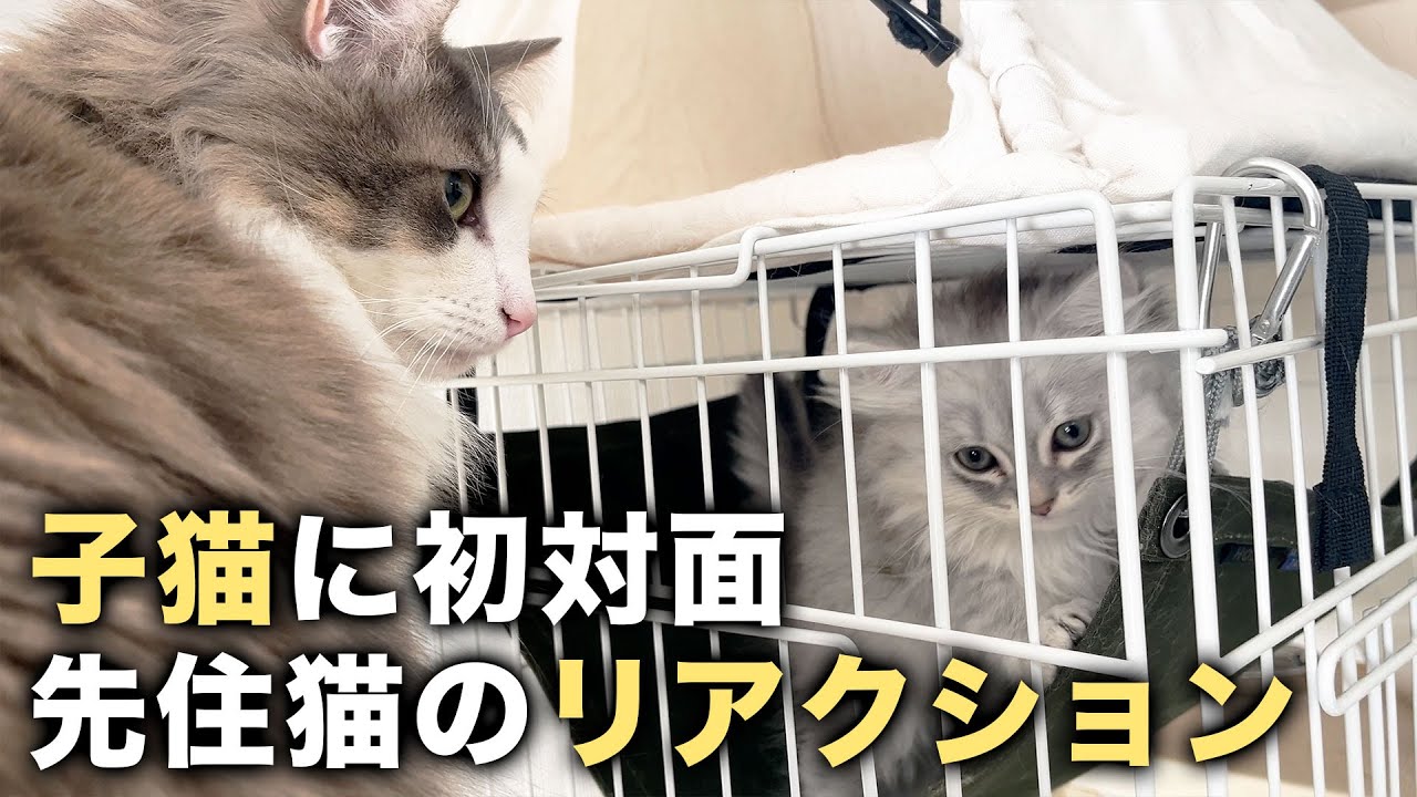 仲良く慣れるかな・・・？子猫に初対面！【ノルウェージャンフォレスト＆ミヌエット】