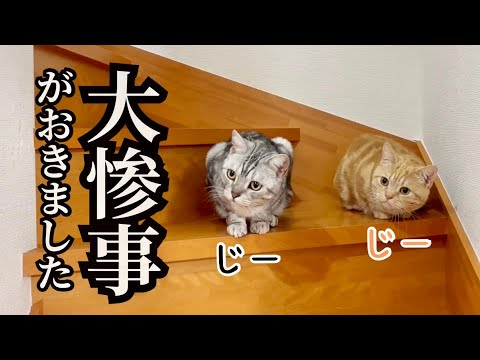 【悲報】大惨事がおきたら救世主が現れました... #猫 #マンチカン