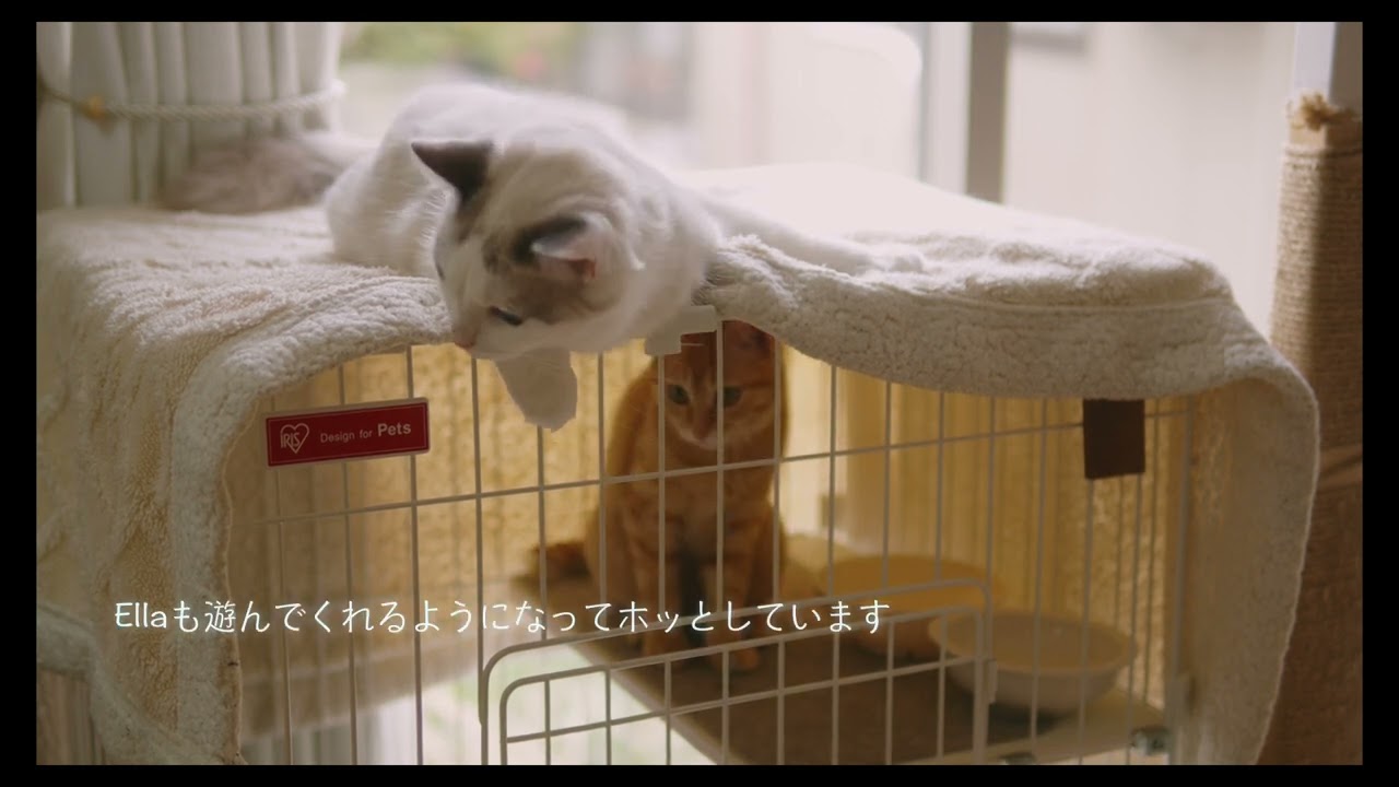 Lのさりげない優しさ　#猫 #ラグドール #ragdollcat