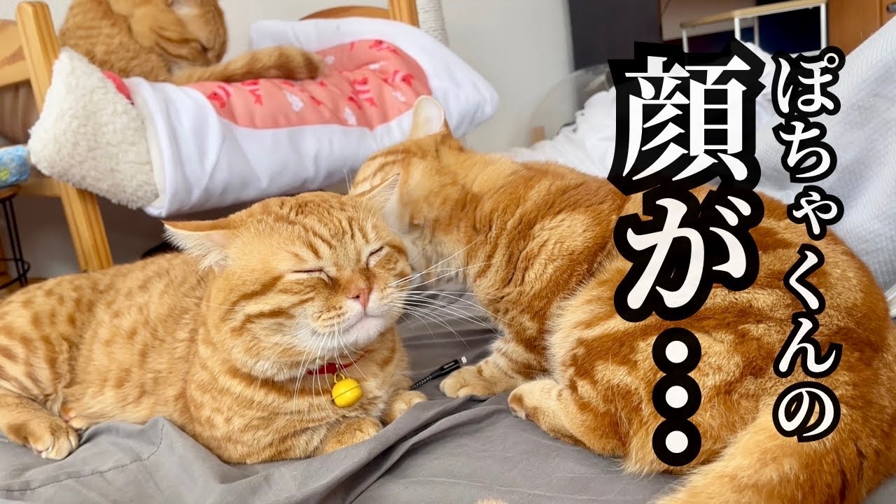 ぽちゃくんの顔が... #猫 #マンチカン