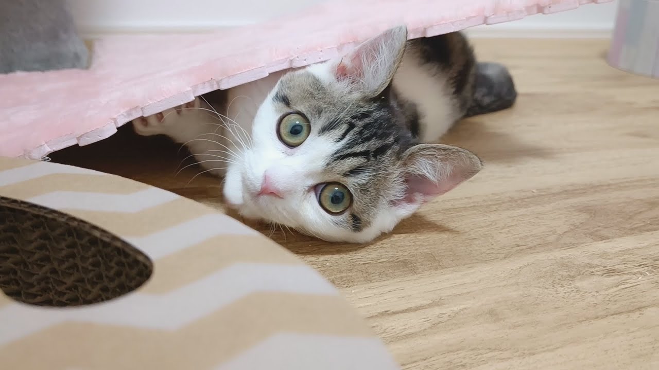 子猫が水を掻き出して周囲がビチャビチャ…対策を考えます！