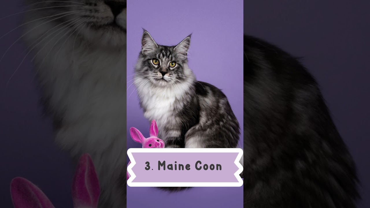You Won't Believe the Top 10 Cutest Cat Breeds in the World!