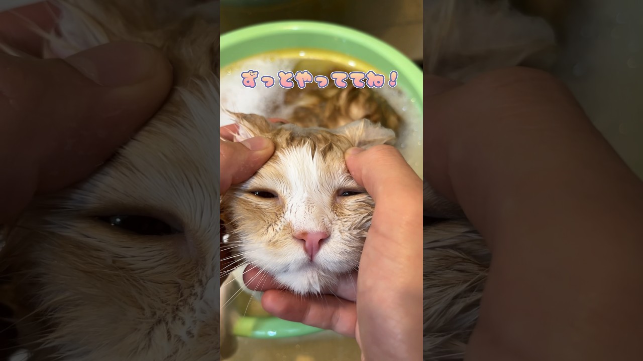 入浴中マッサージをされとても気持ち良さそうなスコティッシュフォールド