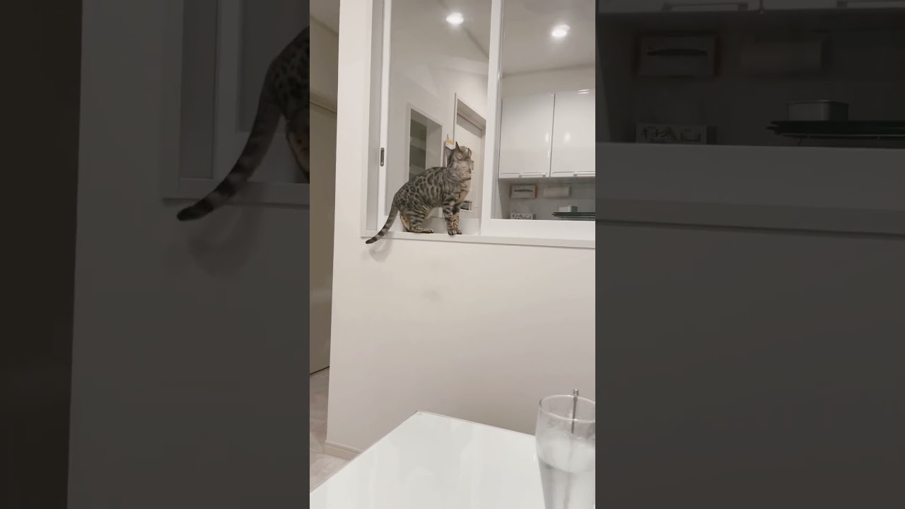 軽やか、脅威の猫ジャンプ！#ベンガル猫 #猫 #shorts