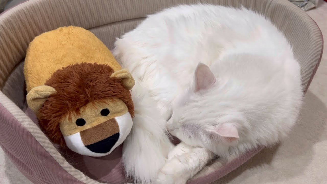 【おやすみ💤】お上品なターキッシュアンゴラのおねんね特集✨♡