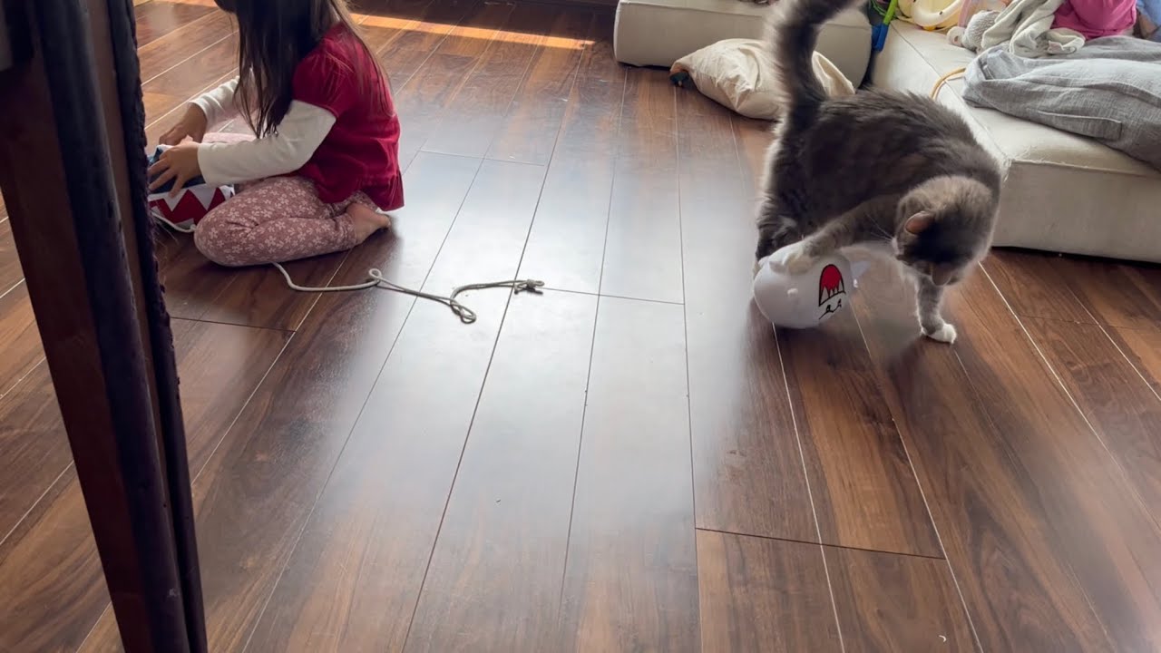 暴れるぬいぐるみと戦う猫　ノルウェージャンフォレストキャット　A cat fighting a rampaging stuffed animal