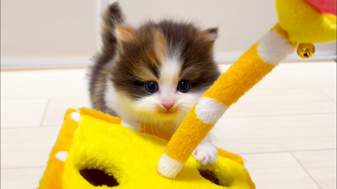 【ミヌエットの子猫】ちょっと慣れて離れると、すぐ戻ってくる件 ～猫のいる生活Vol.925～出産動画 マンチカン短足・ミヌエット・ペルシャ猫専門ブリーダー『ペット蔵人』【子猫の成長記録】