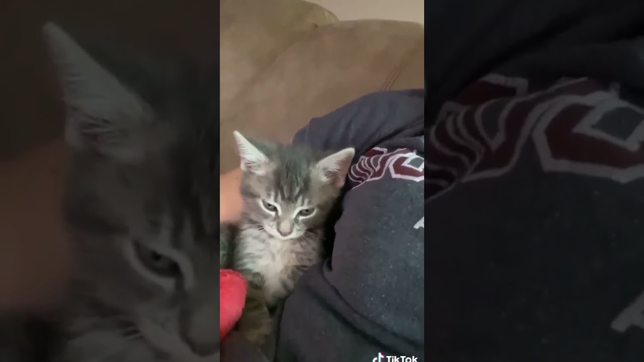 I want your arm 😍😍 it's feel me better 💕💓 #kitty #shorts