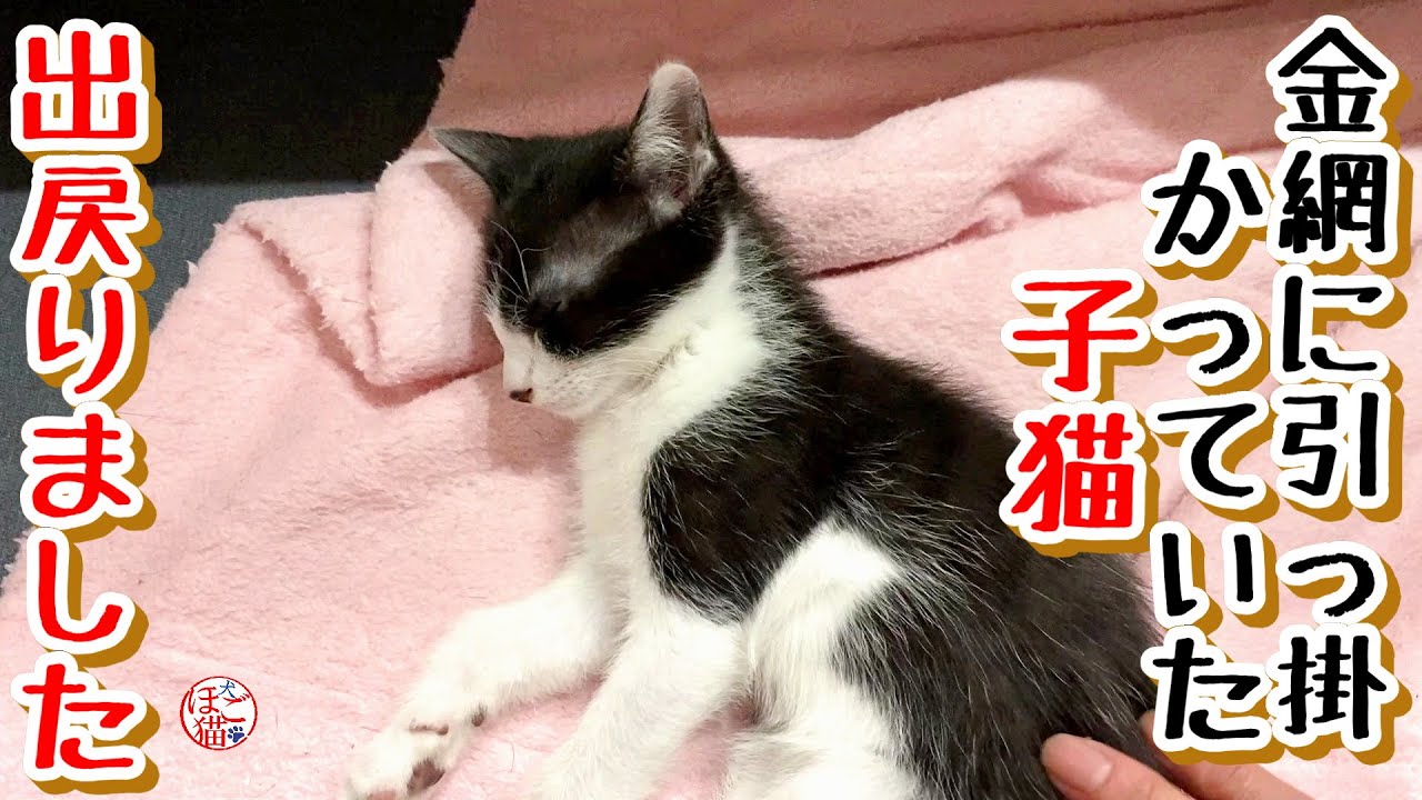 【子猫 保護】金網に引っ掛かっていた子猫　出戻りました