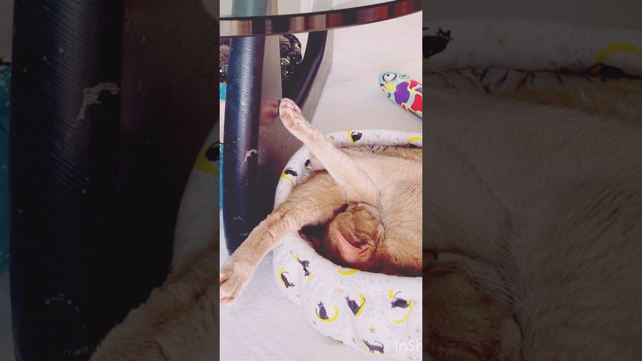 いぶりんを探せ！！#猫#いぶりん#アビシニアン#フォーン#cat#abyssinian#fawn