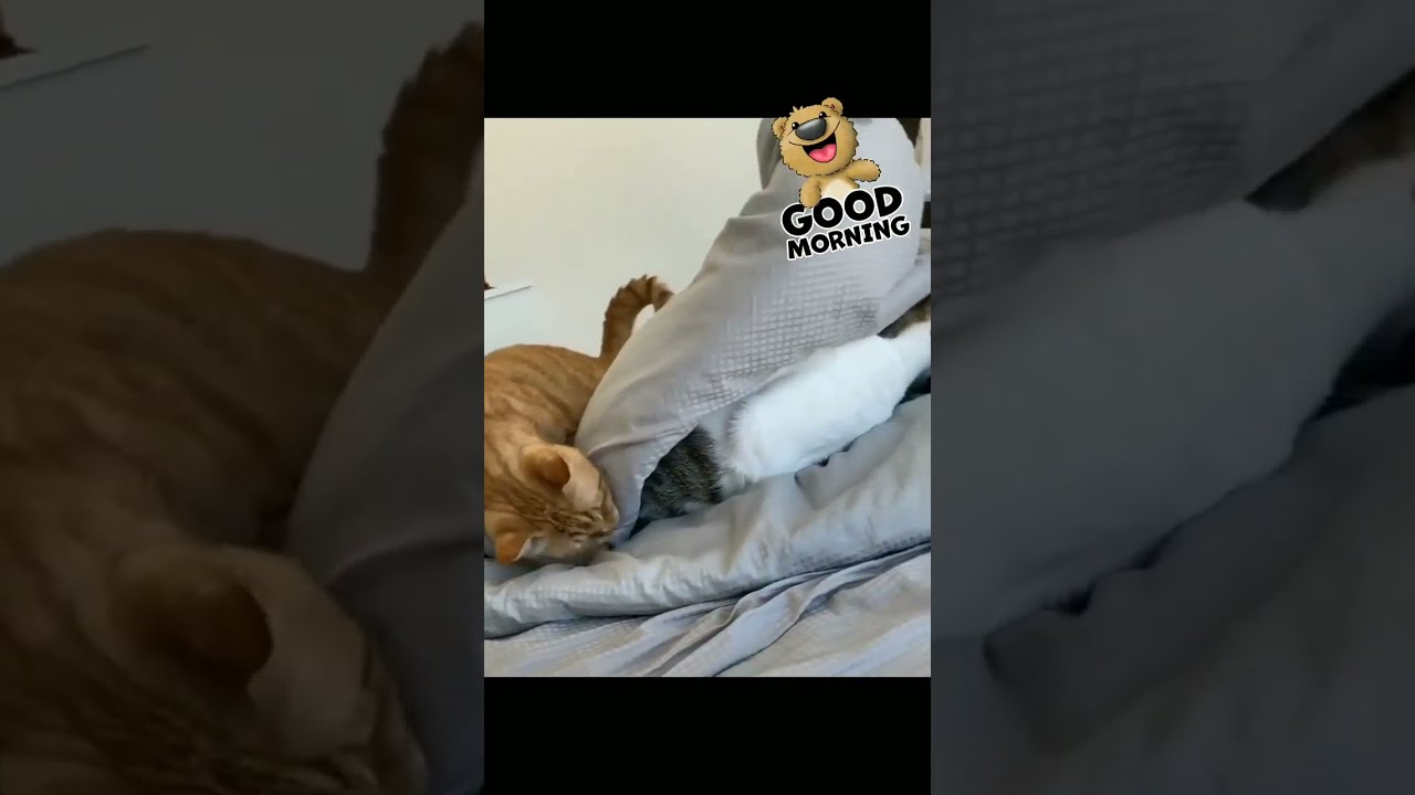 Hyyy good morning 😍😍 wake up kitty 😻🐱 #shorts