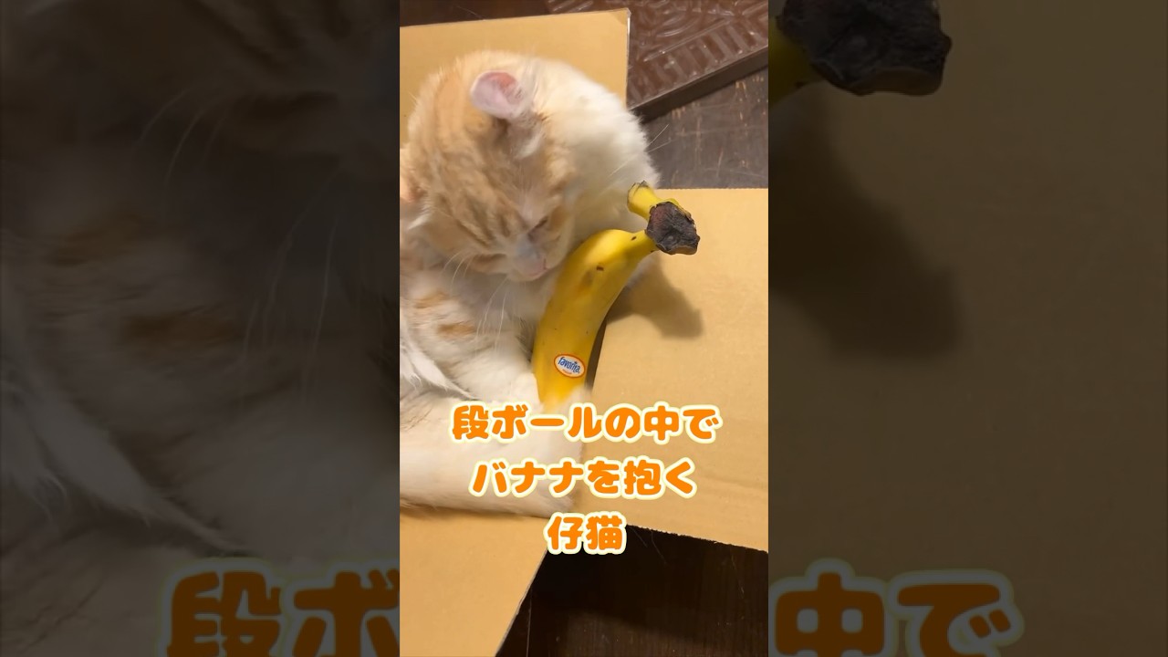 【キンカロー】段ボールの中にバナナを持ち込んでました【マンチカール】