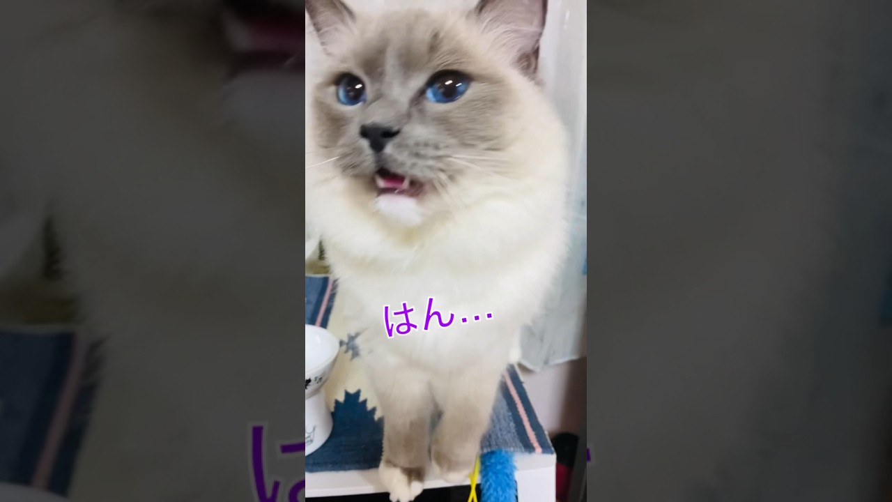 【anela】せつなそうな鳴き声しないで#ラグドール #猫 #cat #shorts