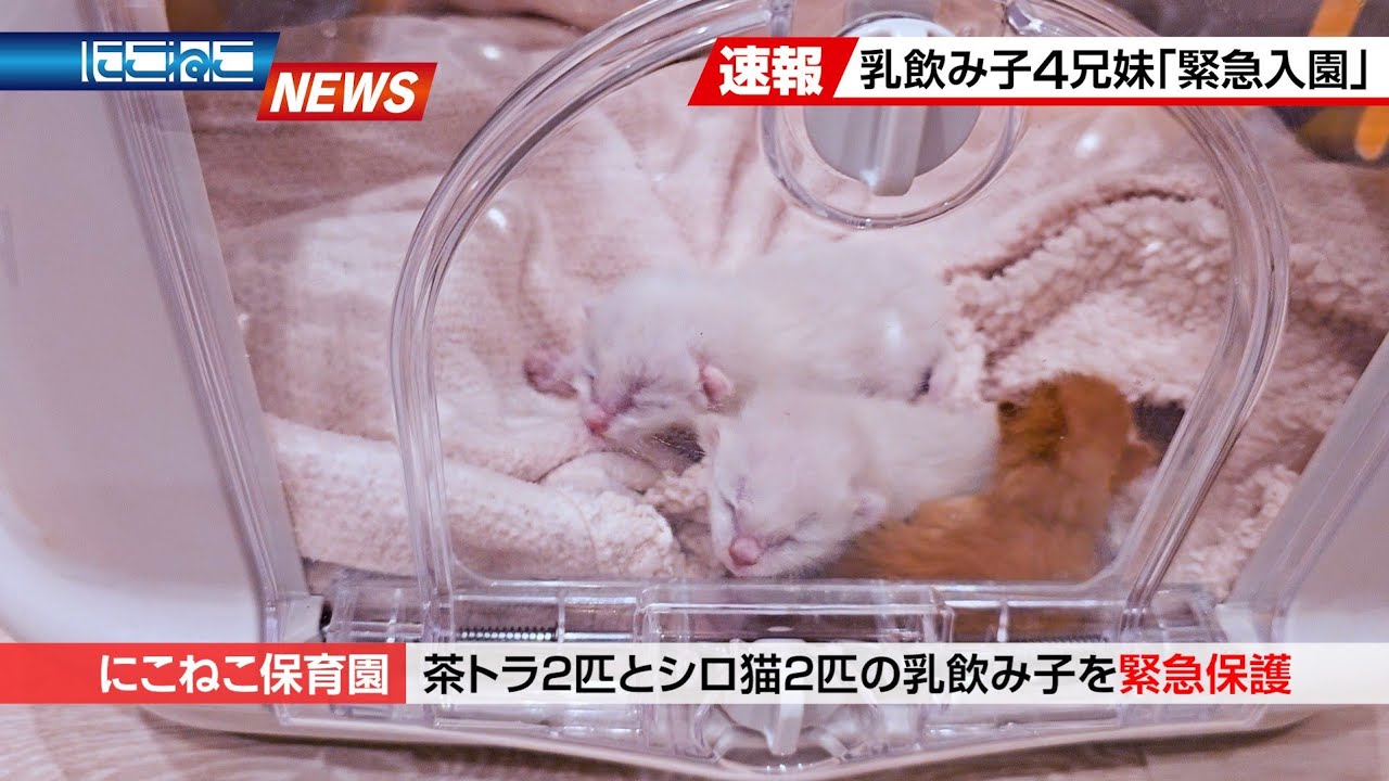 【にこねこ速報】乳飲み子4兄妹がご入園しました