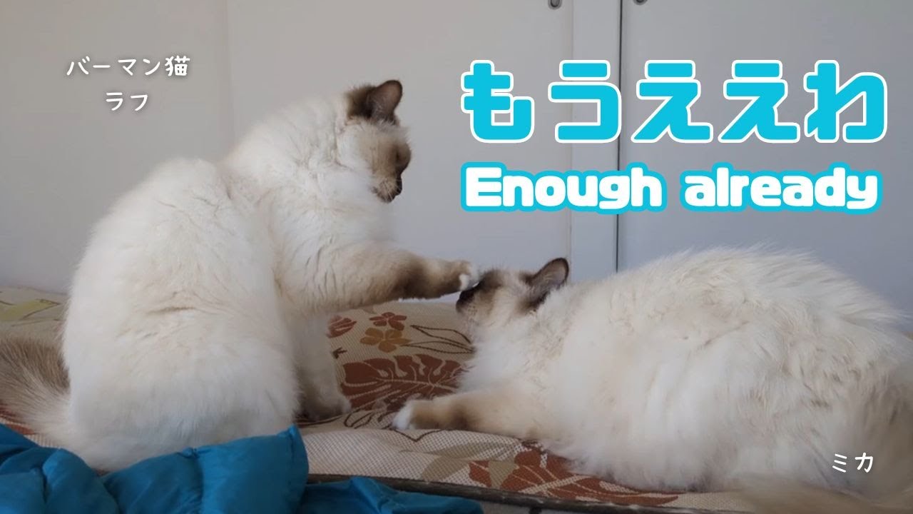 バーマン猫ラフとミカとガブとウリ【もうええわ】Enough already （バーマン猫）Birman/Cat