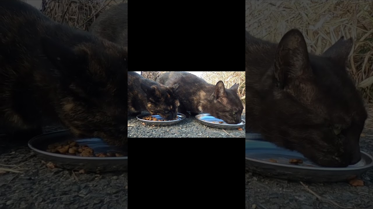 地域猫　さび猫、茶猫、キジ猫さん　猫さん大集合の食事　Rust cat, brown cat, pheasant cat - large gathering of cats　Vol.768 #cat
