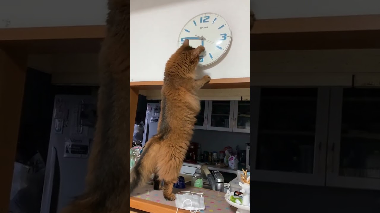 猫 ソマリ Somali Cat 原種アビシニアン original breed Abyssinian 長い体毛とふさふさ尾 Long body hair 鳴き声美しく鈴を転がしたような声