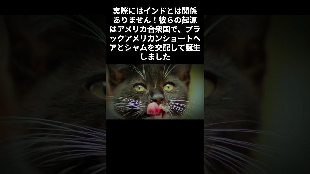 【ボンベイの雑学】 #cat #雑学  #ねこ