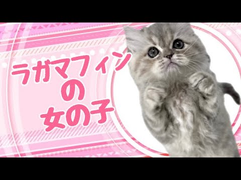 ラガマフィンの子猫　（和歌山）