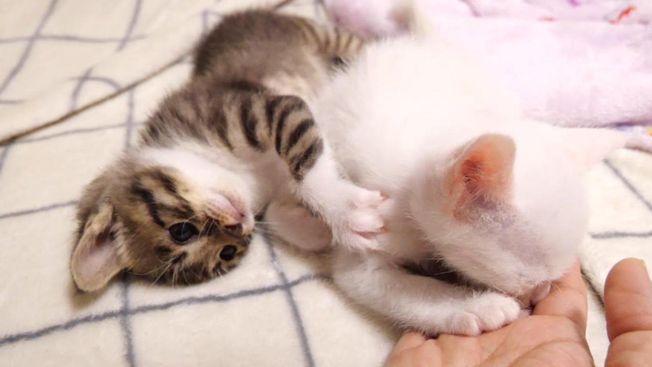 早く変わってよと子猫がママと遊ぶ順番を急かす【赤ちゃん猫　保護猫】