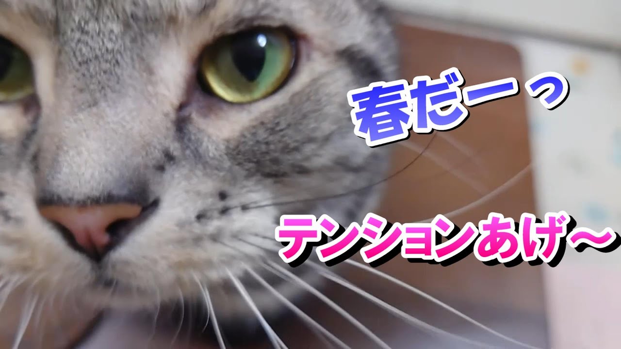 猫さんの春はテンションあげ～（アメリカンショートヘア）