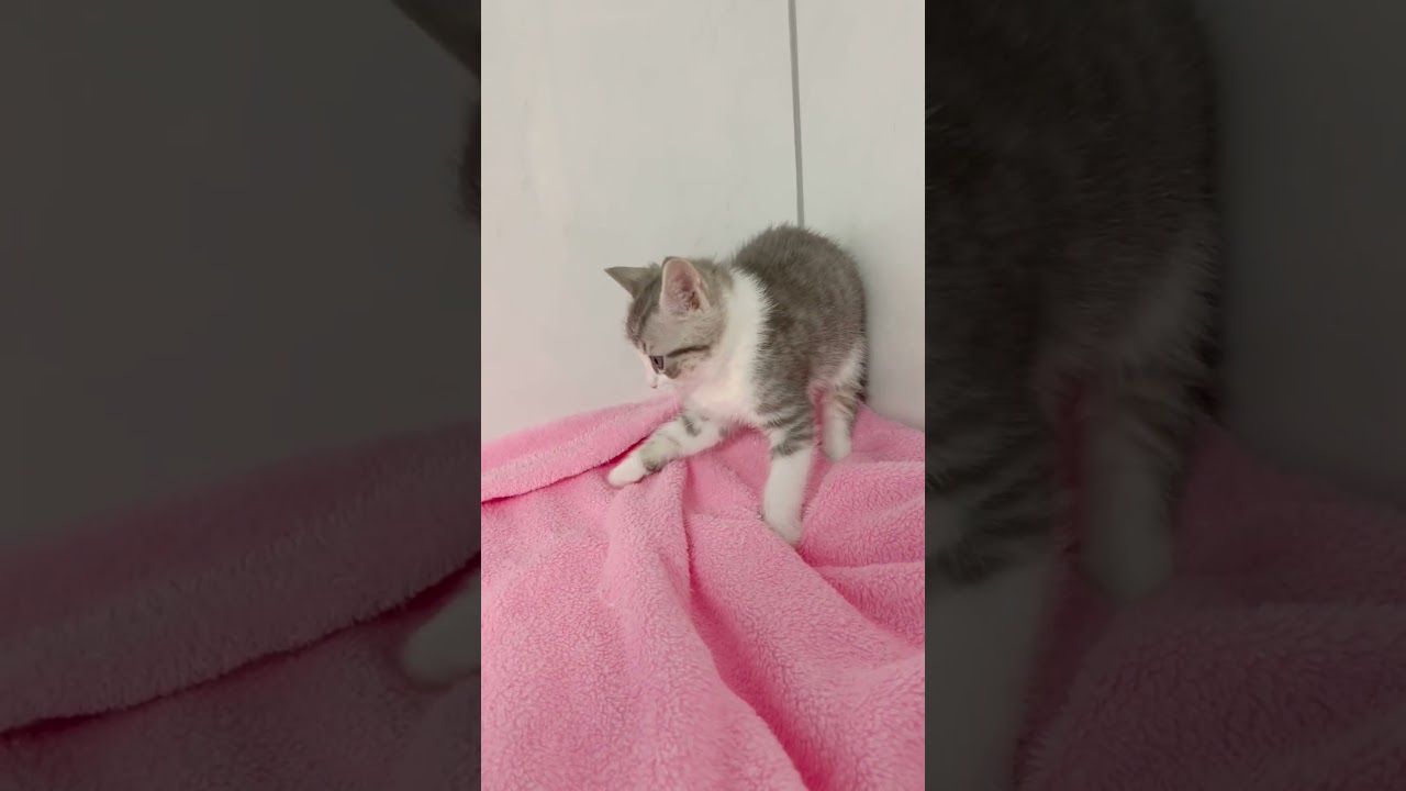 長足マンチカン男の子🩷 【お問合せ詳細は説明欄に記載あります】 #スクーカム #ブリーダー直販 #マンチカン #ミヌエット #ラパーマ #子猫 #子猫販売 #猫 #猫のいる暮らし #猫動画