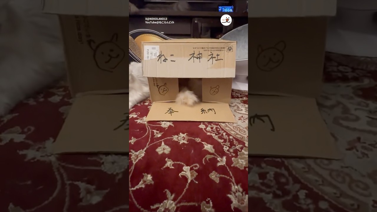 猫神様からの天罰⛩️｜PECO #ラガマフィン #猫 #愛猫家 #猫のいる暮らし  #ragamuffin #cat #catlover #catlife