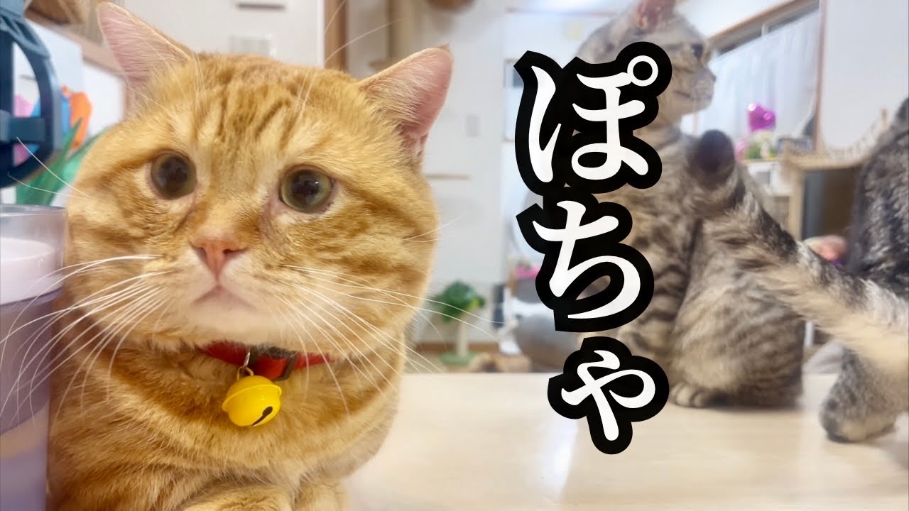 ぽちゃ中心のシフト #猫 #マンチカン