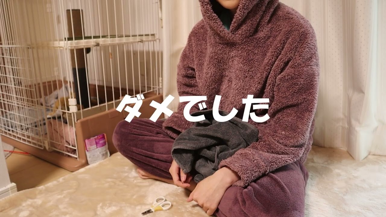 【保護子猫】子猫のことで困っています...