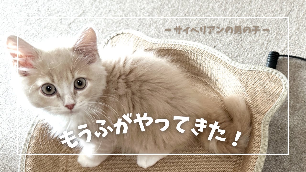 ふわふわサイベリアン🐈もうふがやってきた！可愛い2ヶ月の子猫をお迎えしました