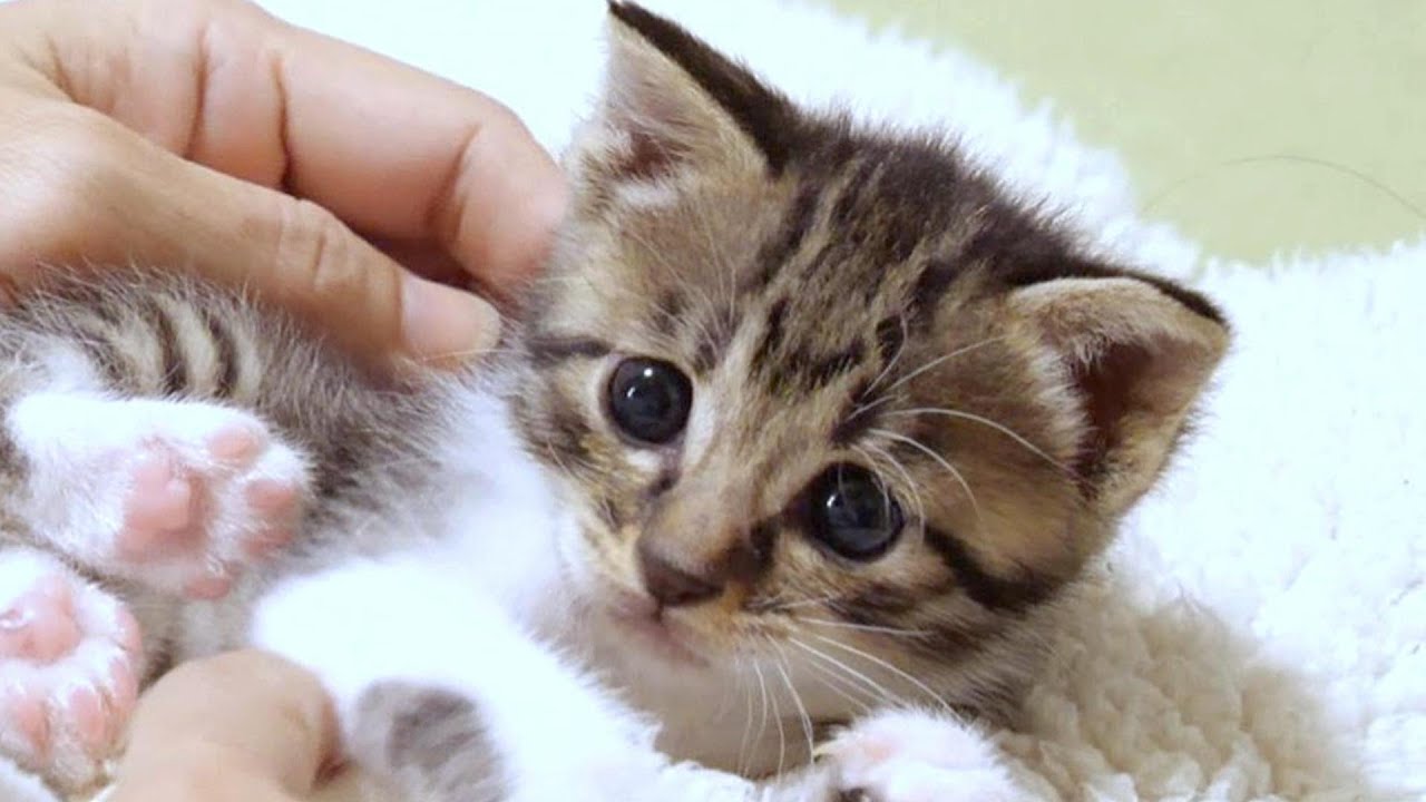 まったり遊んでいた子猫が突然初々しいやんのかステップを始めました【赤ちゃん猫　保護猫】