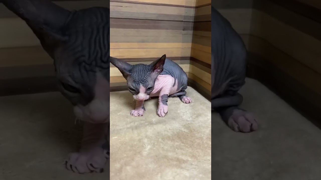 スフィンクス かわいい♪美しい🎵王道カラー⭐️(毛色：ブルーホワイト）