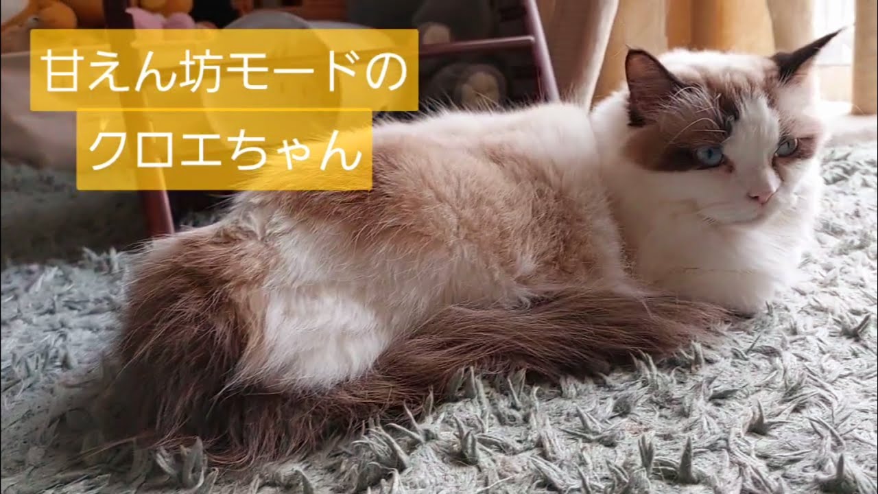 甘えん坊・リラックスモードのクロエ嬢　#ラグドール #猫のいる暮らし #クロエ