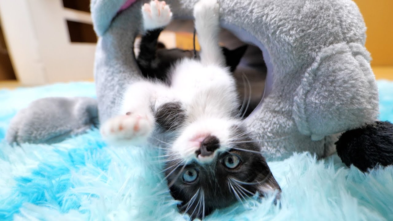 子猫達がついにネズミのおめめを‥🐭🐈🐈【仲良し子猫姉妹の成長記録】
