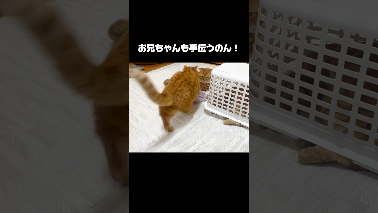 棒読み劇団 #猫 #マンチカン #shorts