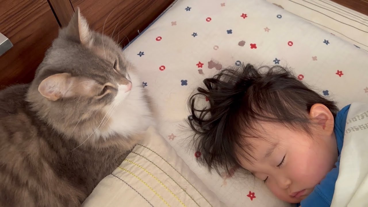 行動を共にする猫　ノルウェージャンフォレストキャット　ラガマフィンA cat that acts together. Norwegian Forest Cat. Ragamuffin.