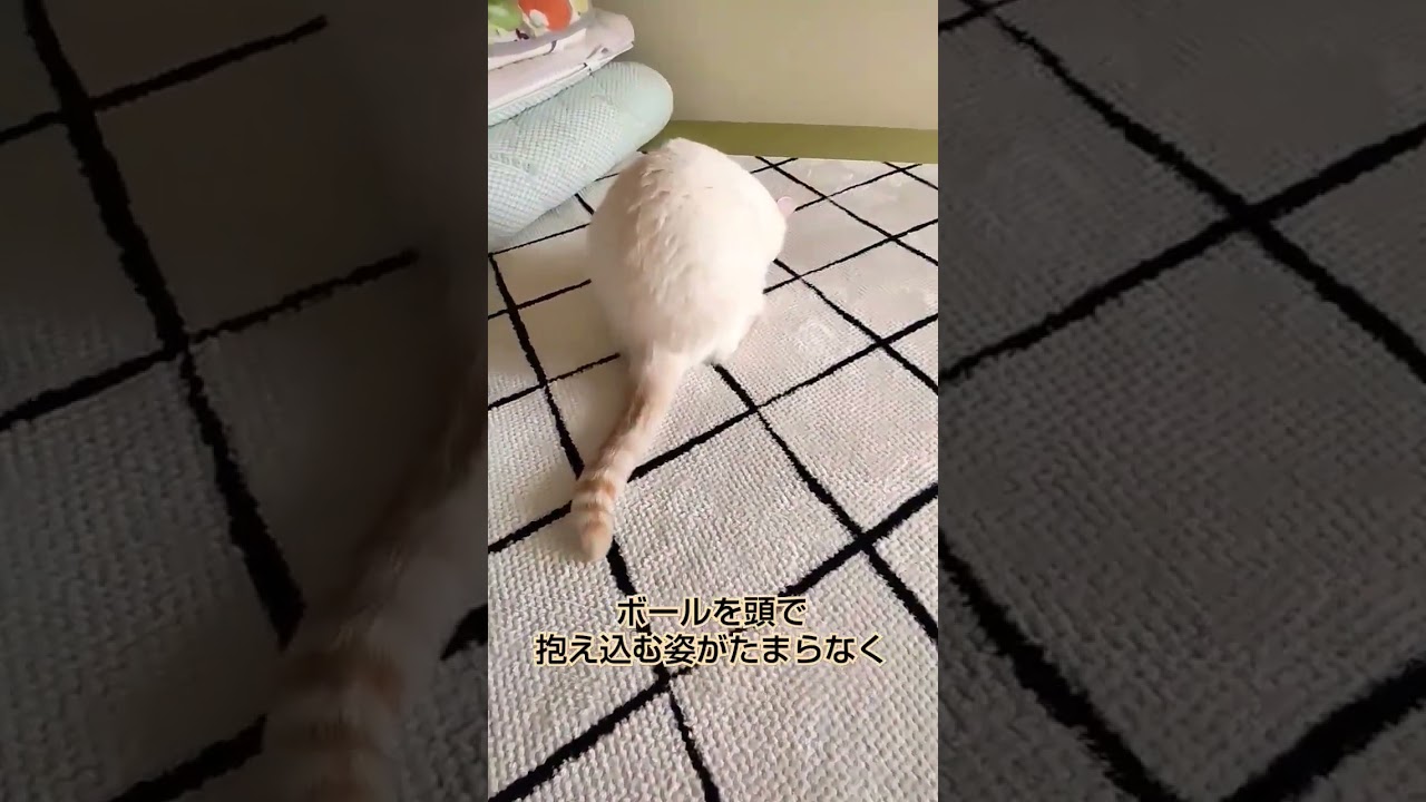 ボールに取り憑かれた猫　#cutecatchannel