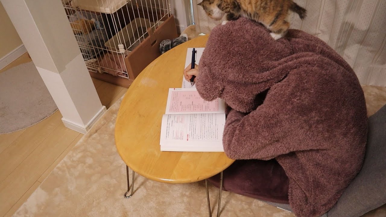 一緒に勉強する子猫