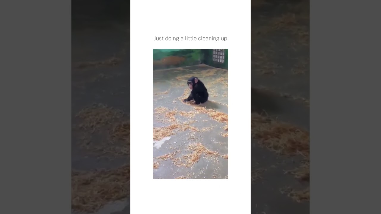 #cat #catlover #animals #shorts #kitty #short #shortvideo #youtubeshorts #ytshorts #cats #kitten