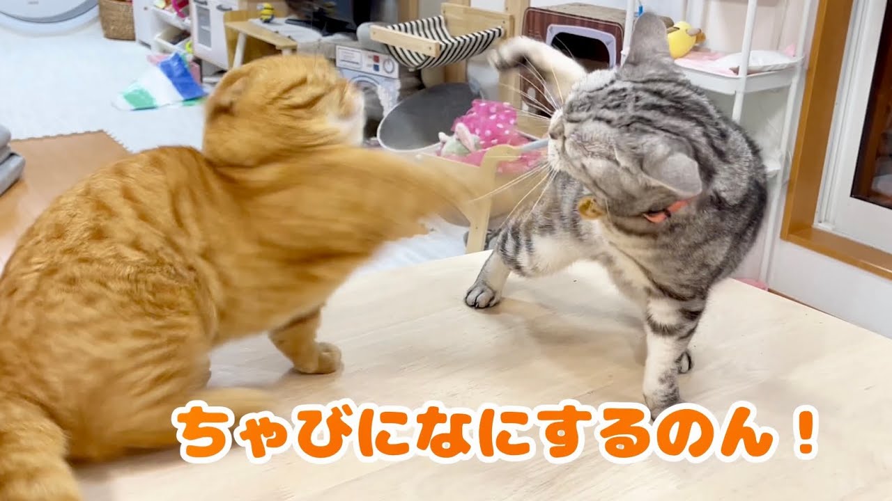 ちゃびに手が出たあいちゃんに向かって茶々パパが咄嗟にとった行動が！ #猫 #マンチカン
