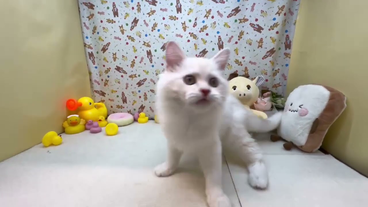 Coo&RIKU　No665414 アメリカンカール