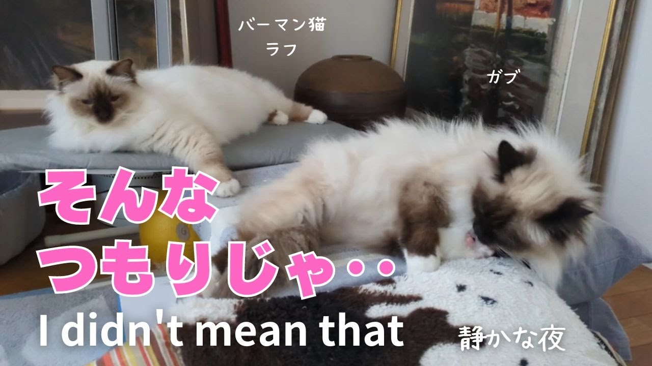 バーマン猫ラフとガブ【そんなつもりじゃ‥】I didn't mean that（バーマン猫）Birman/Cat
