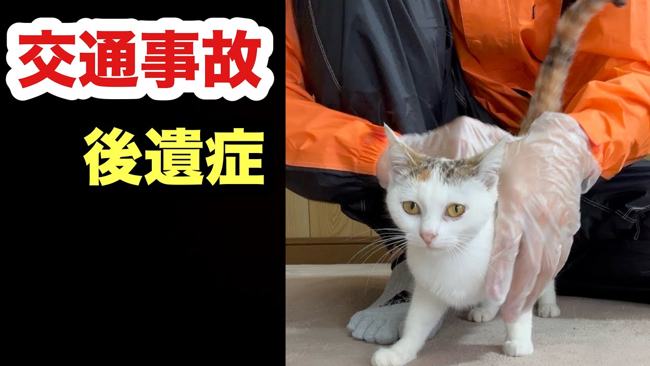 交通事故に巻き込まれた可能性ある保護子猫【腹壁ヘルニア】