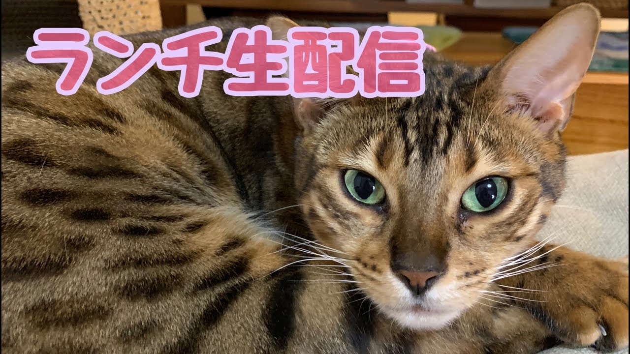 【ランチ生配信4/3】今年度もよろしくお願いします生配信📹