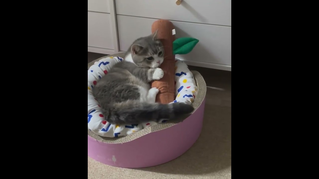It's my favorite toy 🐈😺 kitty love this 😍😍 #kitty #puppy #wildlife #funny #shorts