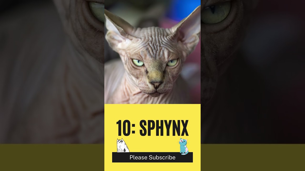 Top 10 Cats Who Are Most Angry or Mad - Daily Animal Facts