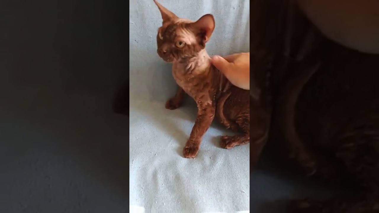 Devon Rex cat