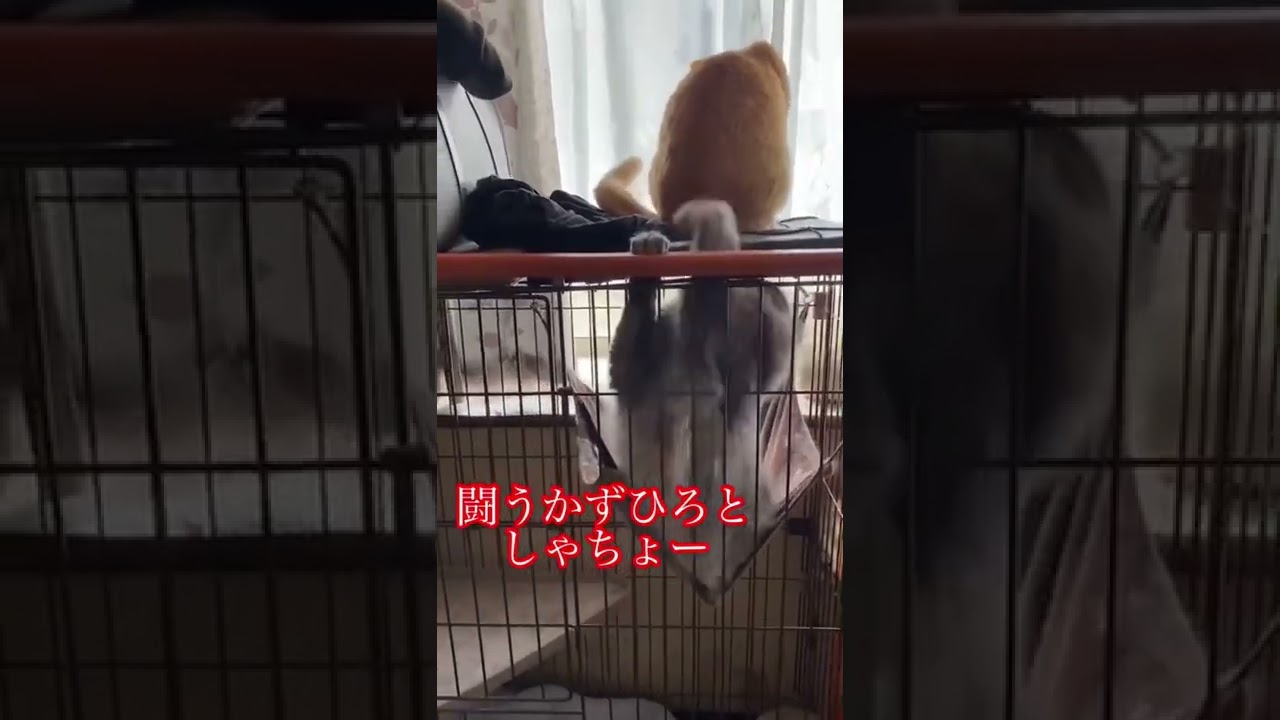 喧嘩をするアメリカンカール#shorts