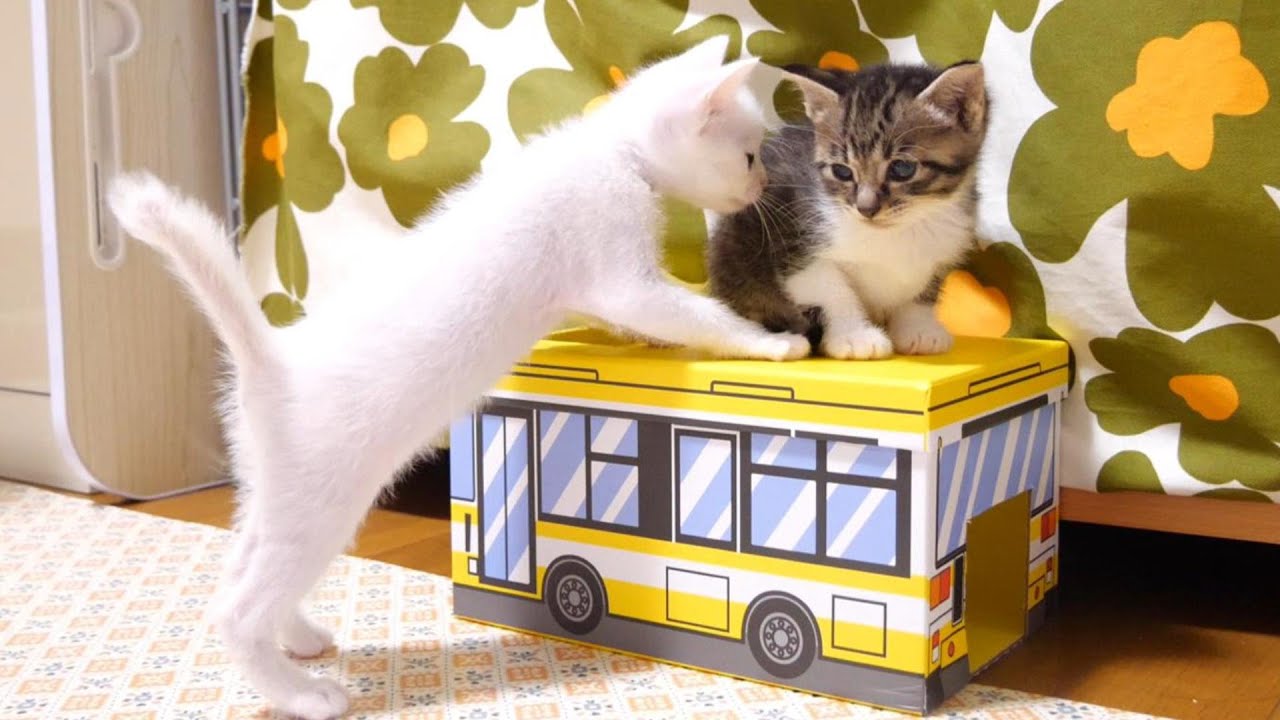 バスを巡ってカワイイ戦いを始める子猫たち【赤ちゃん猫　保護猫】