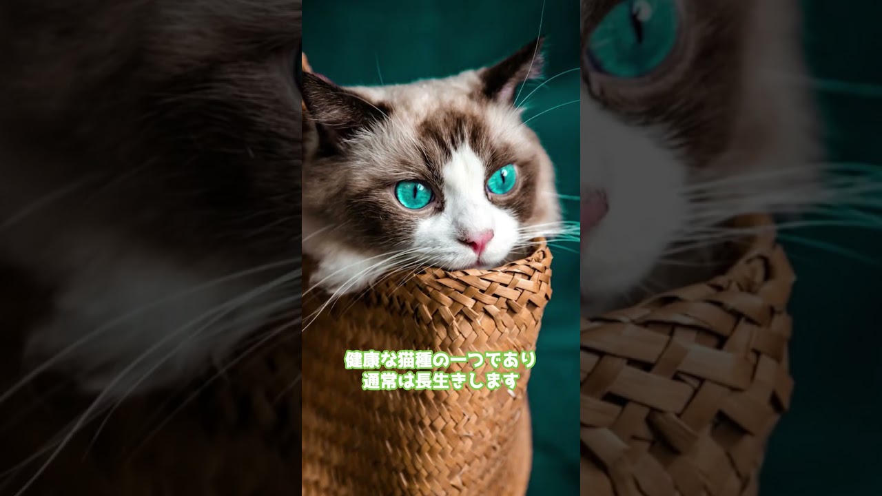 バーマンの雑学＃shorts #cat #未知なるキャット #ねこ #猫のいる暮らし